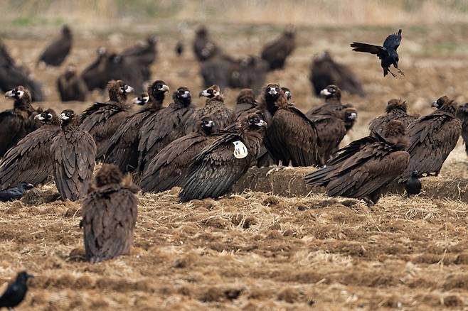 경남 고성 독수리식당에 모여있는 멸종위기 조류 독수리들의 모습. 류기찬 사진작가·자연의벗연구소 제공.
