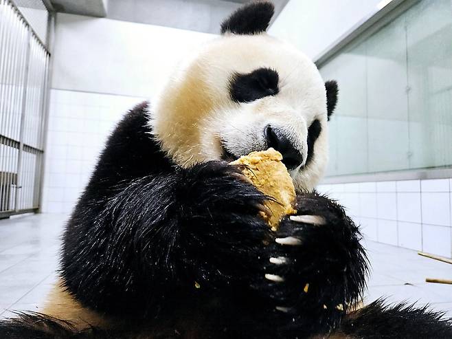 워토우를 손에 든 푸바오. /주토피아 카페