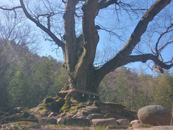 The 500-year-old zelkova tree in Gyeongsang Village, Damyang County in South Jeolla, is the spiritual tree that appeared in Hwa-rim's flashback. [KIM JAE-RYEON]