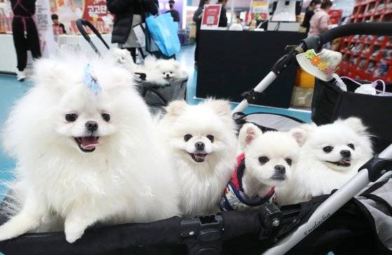 지난해 3월 24일 서울 강남구 세텍(SETEC)에서 열린 서울 국내 최대 규모의 반려동물 박람회 '2023 케이펫페어'에서 반려견들이 주인과 함께 전시장을 둘러보고 있다. 뉴스1