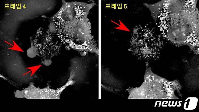 캐리옵토시스가 유발되는 실측 영상 프레임. (가톨릭대 제공)/뉴스1