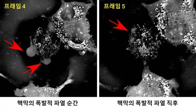 캐리옵토시스 과정에서 핵막이 파열되는 과정. 프레임 4의 화살표는 파열되는 핵막을 가리키고 프레임 5의 화살표 부분에서는 핵막이 터져 유전 물질 등이 나오고 있다. 조용연 교수 제공
