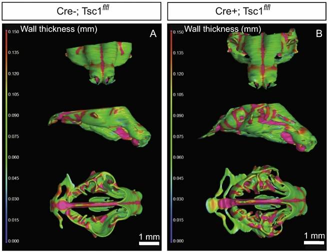 연구진이 쥐에 실험한 결과물. 식단에 따라 코 연골 두께가 달라진다./사진=네이처커뮤니케이션 캡처