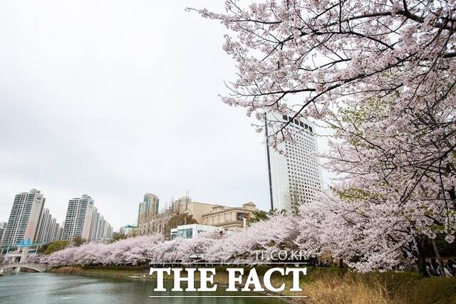 따뜻한 봄의 시작을 알리는 벚꽃축제가 서울 곳곳에서 펼쳐진다. 송파구 석촌호수 벚꽃나무. /송파구