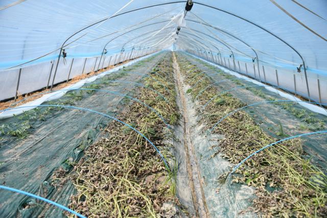 지난 22일 겨울수박 주산지인 경남 함안군 대산면의 한 비닐하우스 단지에 일조량 부족으로 줄기와 잎이 마른 수박들이 널브러져 있다. 함안= 박은경 기자