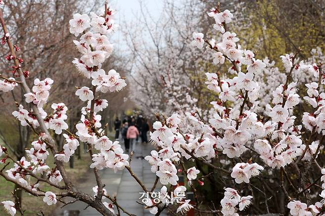 관광객들이 서울 영등포구 여의서로 인근 한강변에서 개화하기 시작한 살구꽃 사이를 걷고 있다.