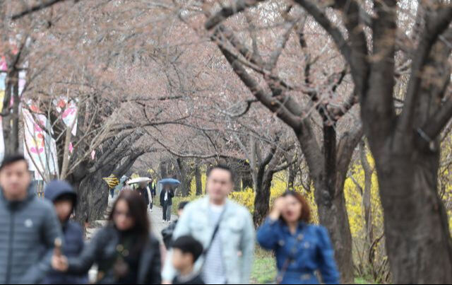 서울 영등포구 여의서로에서 시민들과 외국인 관광객들이 벚꽃길을 걷고 있다. 연합뉴스