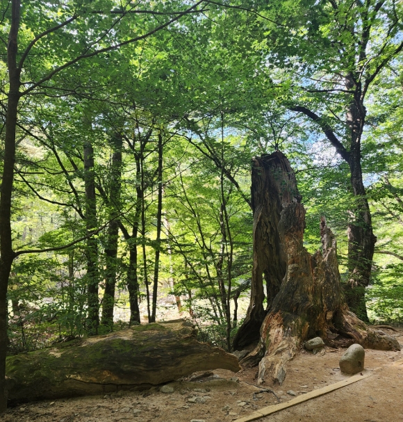 월정사 전나무 숲길에는 2006년 10월 쓰러진 수령 600년의 전나무 고목도 볼 수 있다.