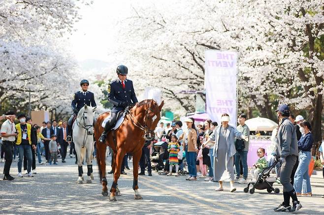 29일 개막하는 렛츠런파크 서울의 ‘벚꽃축제’는 말을 테마로 한 이색 포토존과 승마와 경마를 직간접적으로 체험할 수 있는 다양한 이벤트가 있다. 특히 올해 처음으로 축제를 야간경마와 함께 진행한다. 사진제공 | 한국마사회