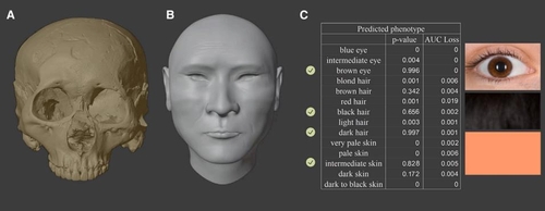 무제의 두개골 3D 모델과 이를 토대로 재구성한 얼굴 A: 두개골 3D 모델, B: 두개골을 토대로 재구성한 얼굴, C: DNA 연구를 통해 복원한 단일염기다형성(SNP)으로 예측한 피부색·머리카락 색깔 등 정보. [Current Biology, Shaoqing Wen al. 제공. 재판매 및 DB 금지]