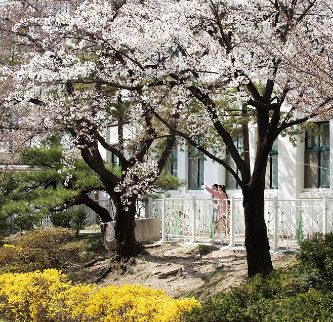 31일 오후 서울 종로구 정독도서관에 일부 벚꽃과 봄꽃이 만개한 가운데 시민들이 사진촬영을 즐기고 있다. /박상훈 기자