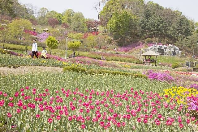용인농촌테마파크에 튤립, 철쭉 등 꽃이 만개했다. 경기관광공사 제공