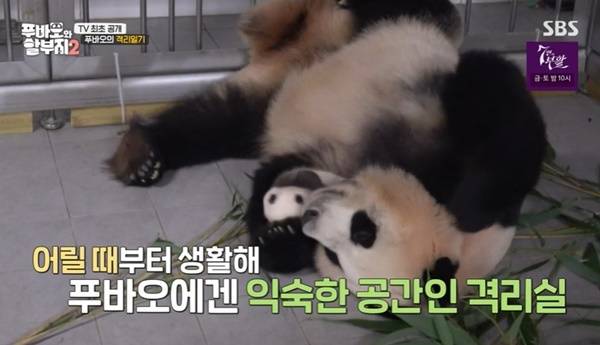 SBS ‘푸바오와 할부지2’ 캡처