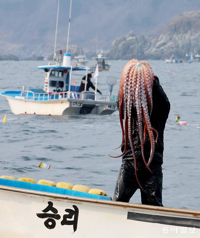 5일 동해안 최북단 ‘저도어장’에서 첫 수확한 대문어. 강원 고성=전영한 기자 scoopjyh@donga.com