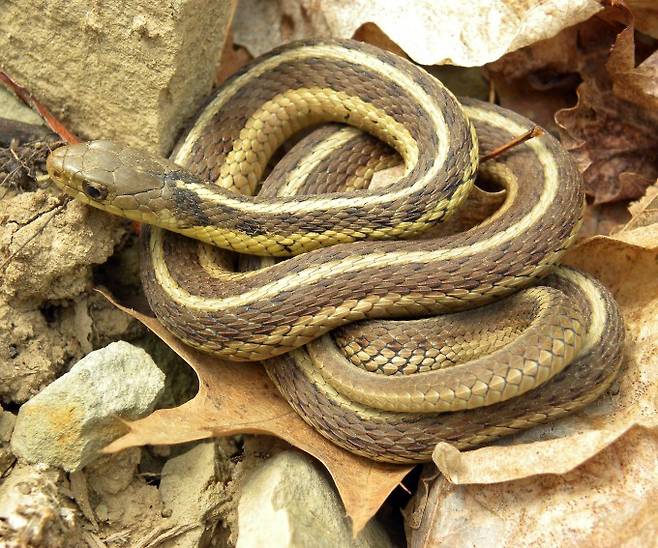 북미동부가터뱀(학명 Thamnophis sirtalis sirtalis)이 후각으로 다른 동족과 자신을 구분하는 '자기 인식'을 할 수 있다는 증거가 발견됐다. 위키미디어 제공