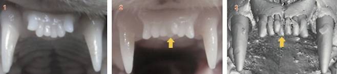 왼쪽부터 1.일본 연구팀이 동물실험을 통해 USAG-1 단백질을 억제하면 뼈 형성 단백질(BMP)이 활성화돼 새로운 치아가 생성된다는 사실을 확인했다. 사진은 실험 전 페럿의 앞니. 위턱에 6개의 앞니를 갖고 있다. 2.USAG-1 단백질을 억제하자 중간(노란 화살표)에 7번째 앞니가 자랐다. 3. 7번째 앞니를 촬영한 마이크로컴퓨터 단층촬영(micro-CT) 사진. Science advances 제공