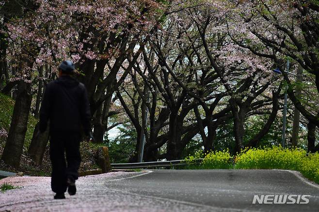 [남해=뉴시스] 차용현 기자 = 9일 오전 경남 남해군 설천면에서 한 남성이 벚꽃잎이 떨어진 도로를 걸어가고 있다. 2024.04.09.con@newsis.com
