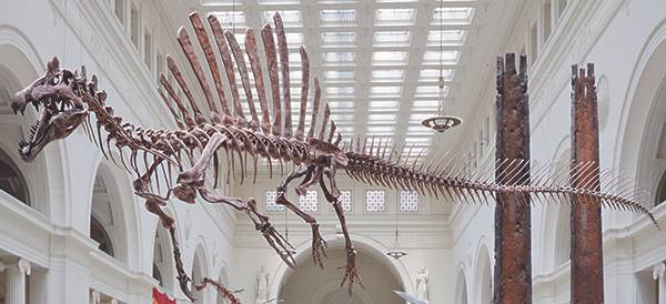 미국 시카고 필즈 자연사박물관에 전시 중인 스피노사우루스의 골격 화석. 9500만 년 전 백악기에 살았던 이 육식 공룡은 등과 꼬리에 돛처럼 수직으로 뼈들이 솟아 있다. 사진 미 시카고 필즈 자연사박물관