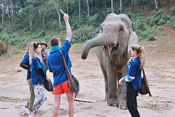 어른과 아이 누구라도 좋아하는 코끼리 체험 프로그램. 치앙마이는 태국 정부의 코끼리 보호 활동의 중심점이다. 사진 김은덕, 백종민