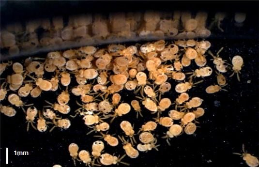 질병관리청은 올해 쯔쯔가무시균을 옮기는 털진드기 개체 수가 증가함에 따라 야외 활동 시 물림 사고에 주의할 것을 당부했다. 사진은 털진드기 성충의 모습. /질병관리청
