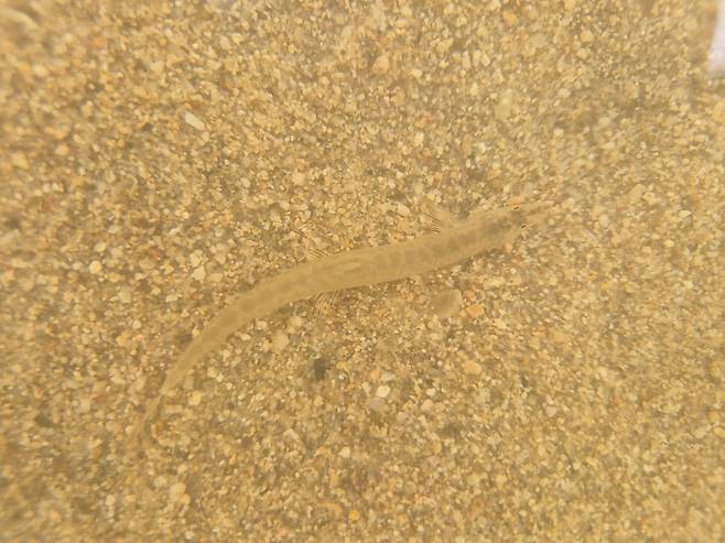 지난 11일 합강에서 관찰한 미호종개. 합강습지보호 지역시민네트워크 제공