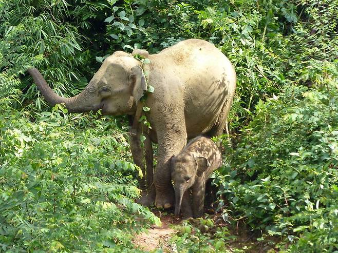 인도 벵골의 아시아코끼리. 앨리시아 솔라나-미나 제공
