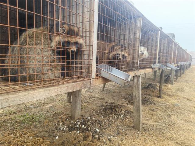 중국 내 모피 농장 속 뜬장에서 길러지는 너구리들의 모습. 휴메인소사이어티인터내셔널 제공