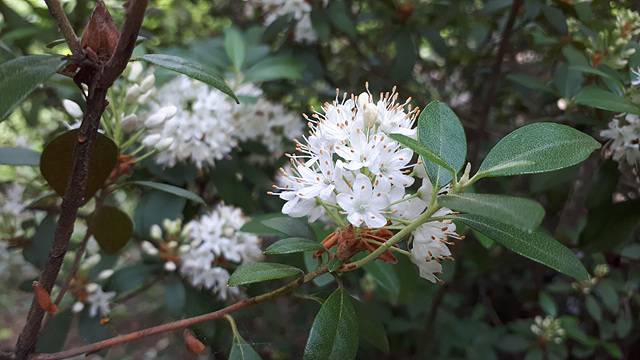 꼬리진달래. 충북도