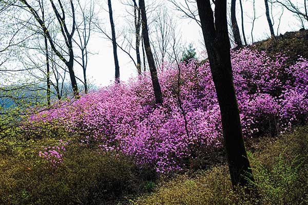 잎이 피기 전, 핑크빛 꽃부터 피어나는 진달래는 우리의 봄을 아름다운 처녀로 인식하게 한다. 우리에게 봄은 분홍치마를 입고 산을 넘어 온다.