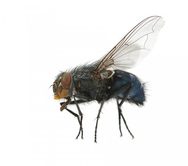 곤충의 비행 메커니즘을 확인하기 위해 만든 초소형 로봇의 모델이 된 곤충 파리. 게티이미지코리아