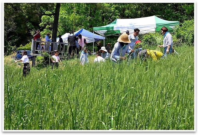 2019년 전남 보성군 웅치면 부춘마을에서 열린 백남기 농민 추모제에 참석한 시민들이 우리밀밭을 살펴보고 있다. 생명평화일꾼 백남기농민기념사업회 제공