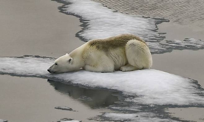 2021년 8월 16일 프란츠 요제프 랜드 군도의 영국 해협 빙원에 북극곰 한 마리가 앉아있다. 유엔은 19일 지난해 폭염이 바다를 덮치고 빙하가 기록적인 얼음 손실을 겪으면서 전 세계 기온이 더위 기록을 경신했다고 밝혔고 2024년은 더 더울 것이라고 경고했다. AFP 연합뉴스