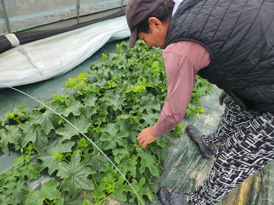 지난 3일 오전 경북 성주군 성주읍 한 참외 비닐하우스에서 농민이 참외꽃을 살펴보고 있다. 김정석 기자