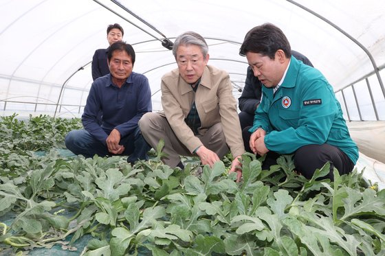 강호동 농협중앙 회장이 지난달 22일 충남 부여군 수박농가를 방문해 농작물 피해 상황을 살펴보고 있다. 연합뉴스