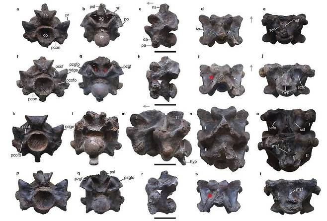 인도서 발견된 최대 길이 15ｍ 거대 뱀 척추뼈 화석 인도 서부 구자라트주 쿠치에 있는 파난드로 갈탄 광산에서 발견된 거대 뱀 '바수키 인디쿠스'(V. Indicus)의 척추뼈 화석. 척추뼈는 길이가 37.5~62.7㎜, 너비 62.4~111.4㎜로, 전체 몸길이가 10.~15.2ｍ에 달했을 것으로 추정됐다. [Scientific Reports/Debajit Datta et al. 제공. 재판매 및 DB 금지]