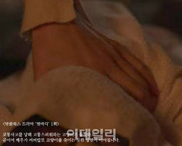 넷플릭스 드라마 ‘썸바디’ 속 실체로 고통스러워하는 고양이 모습이 등장하는 장면(사진=넷플릭스, 동물자유연대)