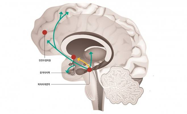 보상 행동을 담당하는 주요 뇌 부위 및 도파민 경로 - 보상 행동을 담당하는 뇌의 중요부위는 복측피개영역과 중격의지핵 그리고 전전두엽피질이다(빨간 원). 한편 도파민을 분비하고 수용하는 경로는 총 네 가지로 각각의 역할이 다르다. 이중 복측피개영역과 중격의지핵을 연결하는 중뇌 변연계 보상회로(노란 화살표)가 즐거움, 중독, 보상추구 행동을 담당한다.게티이미지뱅크, 과학동아 제공