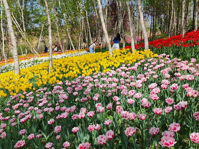 자작나무와 튤립의 조화