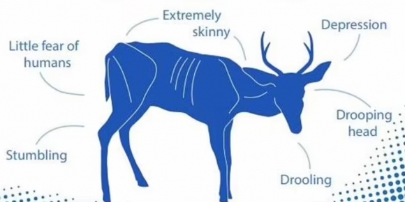 광록병에 감염된 사슴에게서 나타나는 증상들