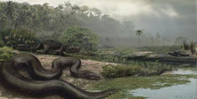 2009년 콜롬비아 북동부 세레혼 탄광에서 화석이 발견된 6000만~5800만년 전의 뱀 타이나노보아 상상도.Jason Bourque, University of Florida