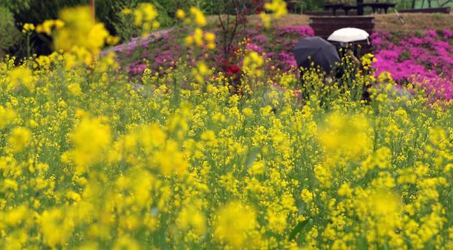 22일 전국이 대체로 흐리겠고 오후에 전북 남부와 전남권에 가끔 비가 오겠다. 전주시 전주대학교 스타정원에서 우산을 쓴 시민들이 활짝 핀 유채꽃과 철쭉 사이를 걷고 있다. /사진=뉴스1