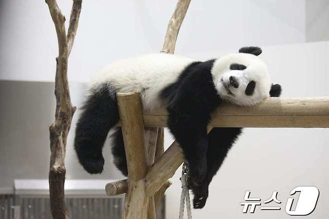 청두 판다번식연구기지(트립닷컴 제공)