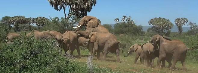 짝짓기 중인 코끼리 주변으로 몰려든 암컷과 새끼의 무리들./Save The Elephants Facebook