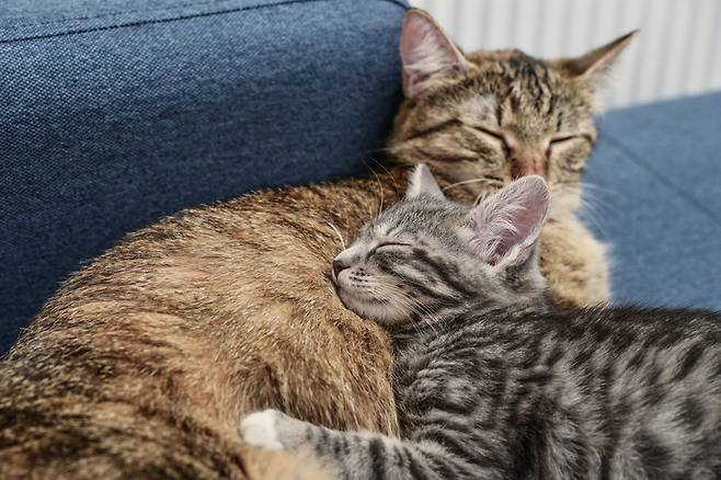 수면 연구의 선구자인 뇌과학자 미셸 주베 박사는 1958년 잠자는 고양이의 행동을 관찰해 고양이가 꿈을 꾼다는 증거를 제시했다. 게티이미지뱅크