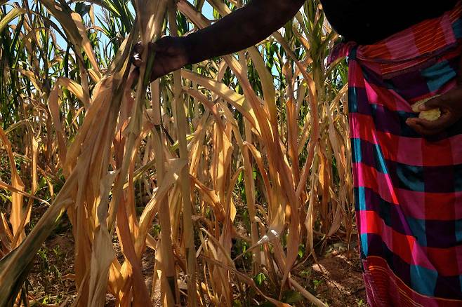 지난 3월 짐바브웨 한 옥수수 농장에서 농민이 말라 죽은 옥수수를 살피고 있다. (사진=AFP)