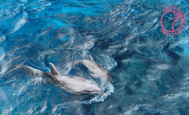 이달 22일 핫핑크돌핀스가 거제씨월드에서 무인기(드론)로 촬영한 큰돌고래 '아랑'과 새끼 돌고래. 핫핑크돌핀스 제공