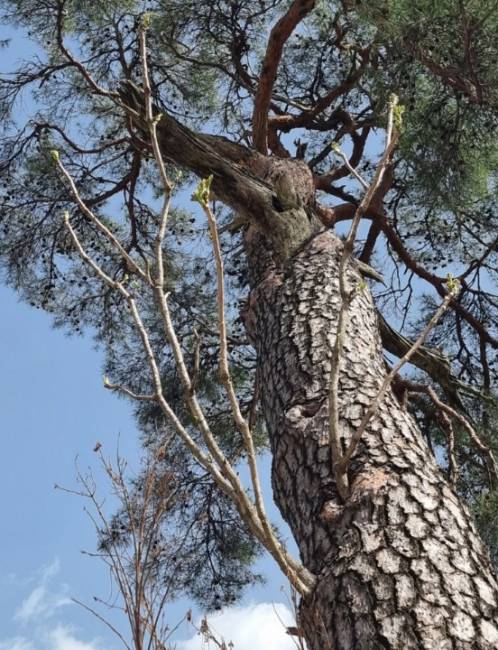 ▲ 홍천 화촌면 군업리 서낭당처럼 꾸며진 작은 신당 옆, 100년 가까이 된 소나무에 두릅나무가 자라 눈길을 끌고 있다. 유승현