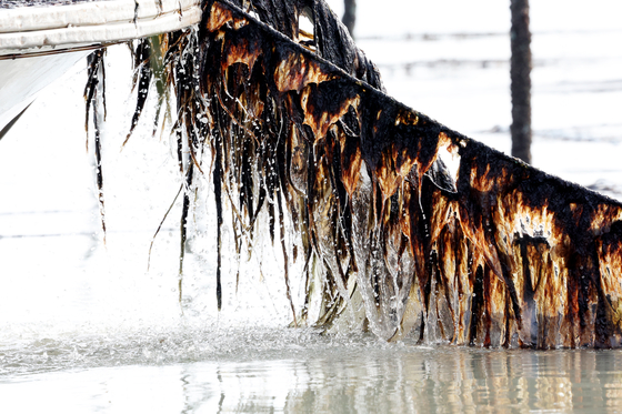 Seaweed, feedstock for processed gim (dried seaweed) products, is harvested from an aquaculture farm in Sinan County, South Jeolla, on Jan. 26. [NEWS1]