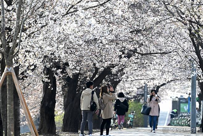 시민들이 만개한 벚꽃을 구경하며 출근길을 서두르고 있다. 임세준 기자