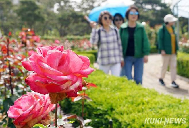 26일 경기 고양시 일산호수공원에서 개막한 2024고양국제꽃박람회에서 관람객들이 활짝 핀 장미를 감상하고 있다.